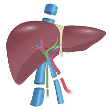 liver Transplant $22000